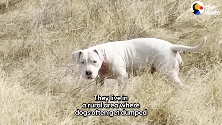 Pregnant Missouri Dog Kept Backing Away From Every Leash, So The Woman Tried Something Different