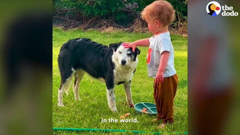 Texas Dog Showed Up In A Lonely Yard, But A Message From Her Past Changed Everything