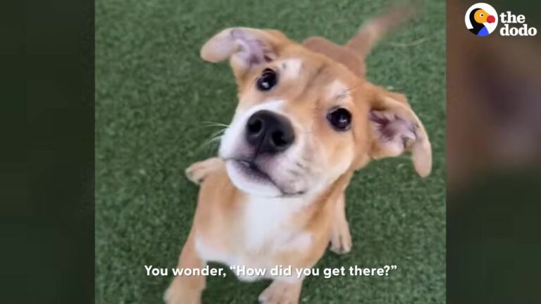 California Puppy Found Wandering The Desert Experiences The Joy Of ‘Doggy Disneyland’