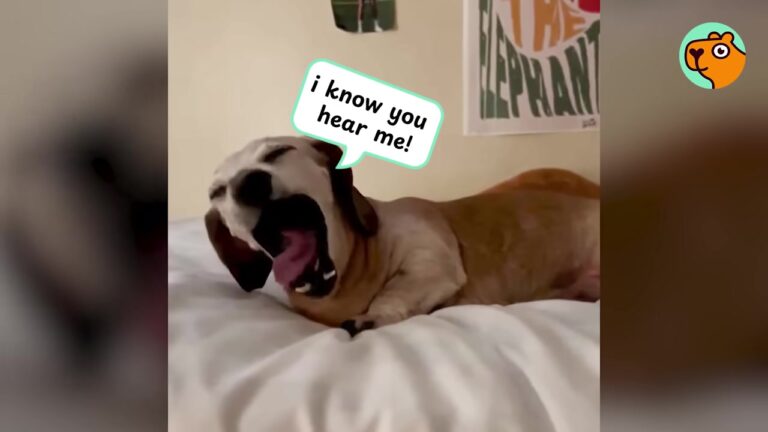 Fifteen Years After His Adoption, This Texas Dachshund Has Perfected The Art Of Getting His Way
