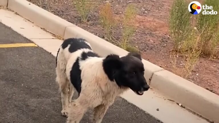 Arizona Dog Evaded Rescuers For Months Until A Flying Gadget Changed Her Fate