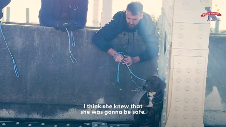 Terrified Dog Clings To A Narrow Texas Bridge Ledge For 12 Hours Until Rescuers Try Something Unexpected