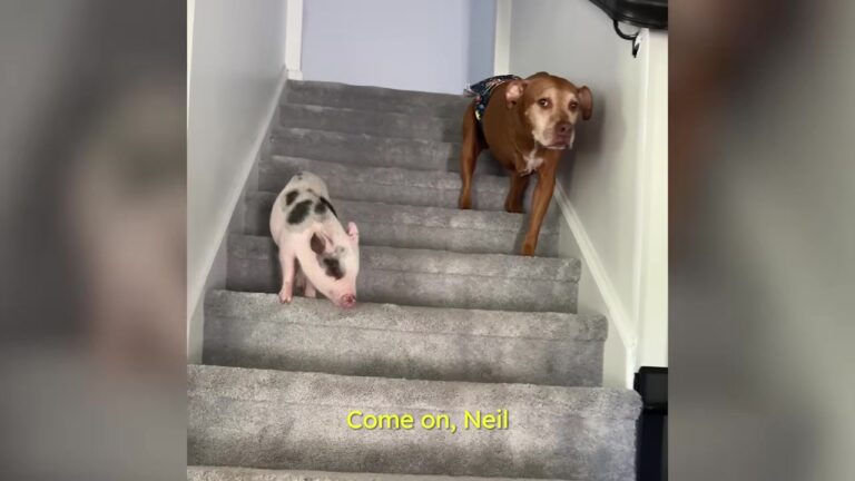 Nobody Expected This Nervous New Jersey Rescue Dog To Warm Up To A Piglet, Until She Did Something Unusual