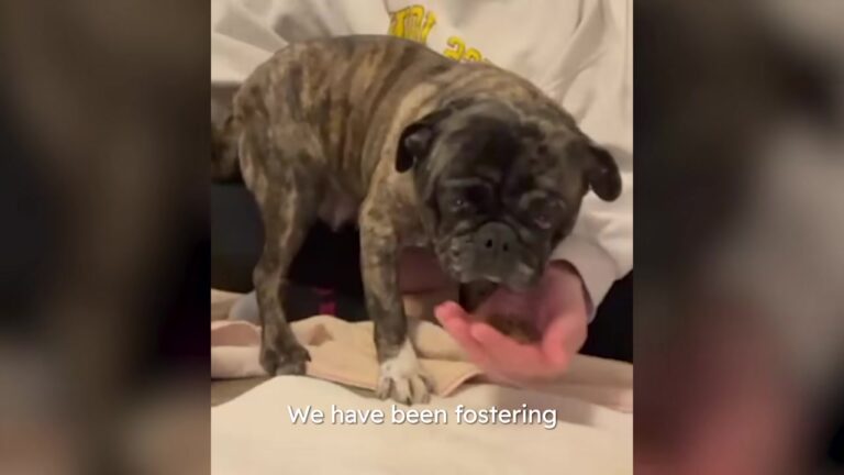 Minnesota Foster Mom Takes In A Pregnant Pug From A Breeding Facility, But The Biggest Surprise Comes Later