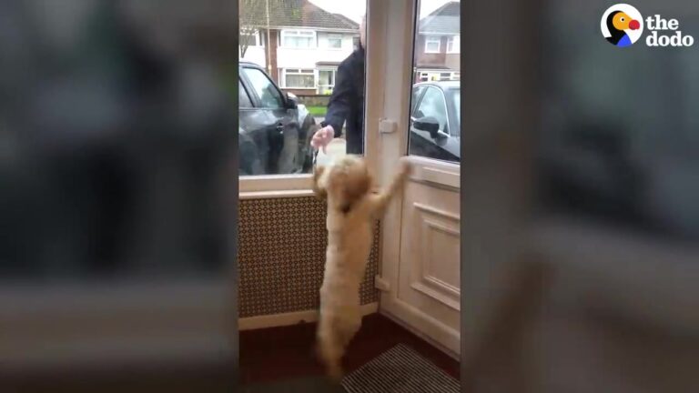 California Dog Watches The Front Door For Days, But Her Dad’s Arrival Sparks A Special Reaction