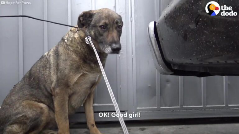 California Rescuers Find A Terrified Dog Hiding By A Car, And One Small Treat Gets Her Attention