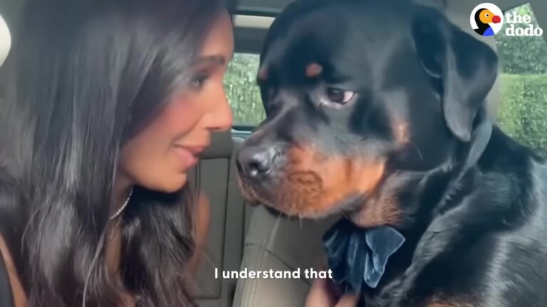 California Dog Called An “Ugly Monster” By A Stranger Proves His Heart Is Made Of Pure Gold