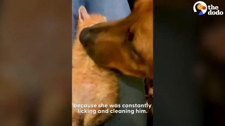 California Rescuers Bring Home A Lonely Kitten And Watch A Gentle Dog Step Into The Mama Role