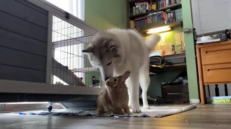 Minnesota Woman Takes In A Husky And Her Blind Chihuahua Friend, But Their Adoption Story Takes An Unexpected Turn