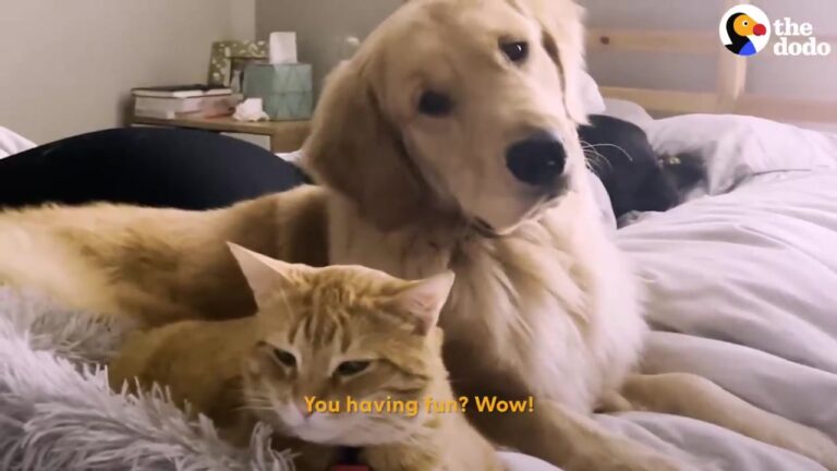 Texas Cat Cilio Has Plenty to Say About His Energetic New Puppy Brother, Until One Moment Changes