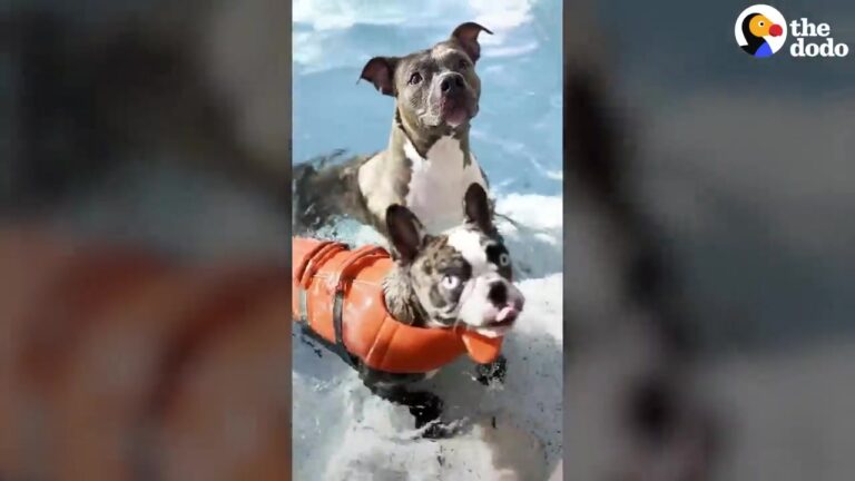 Florida Family Brings Their Puppy To The Backyard Pool, But Her Excitement Makes It Hard To Slow Her Down