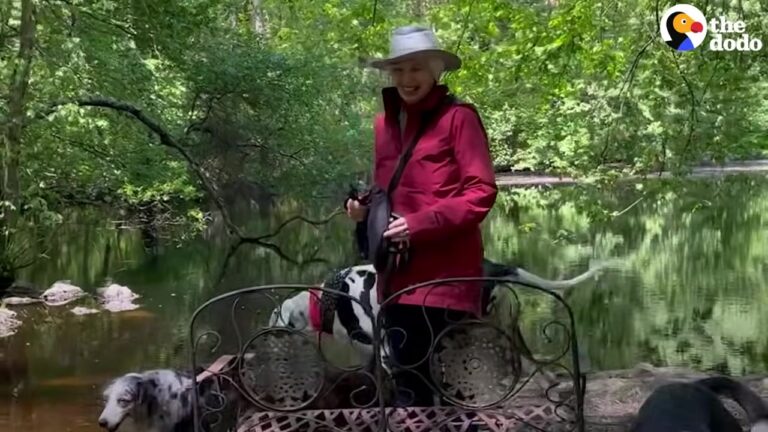 Pennsylvania Woman Spots Her Great Dane’s Favorite Hiking Companion Walking Alone And Learns What Happened
