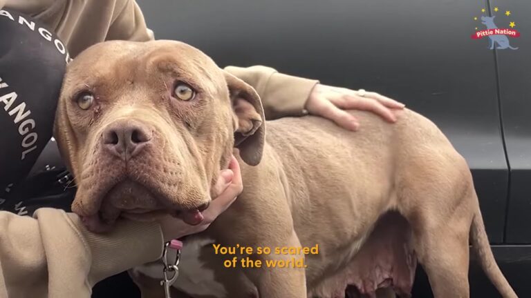 California Foster Mom Takes A Shy Shelter Dog To Meet Other Dogs, But She Keeps Disappearing