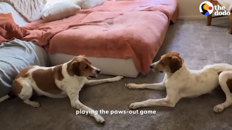Arizona Woman Rushes To Meet A Shelter Dog Who Looks Identical To Hers, But His Behavior Is Even Stranger