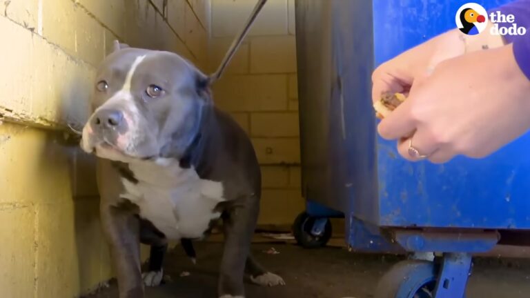 Frightened Texas Dog Was Found In A Trash Area, Then Her First Reaction Surprised Everyone