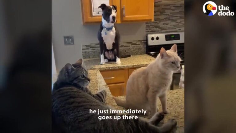 California Rescue Dog Was Supposed To Be Good With Cats, But His Family Discovered A Hilarious Secret