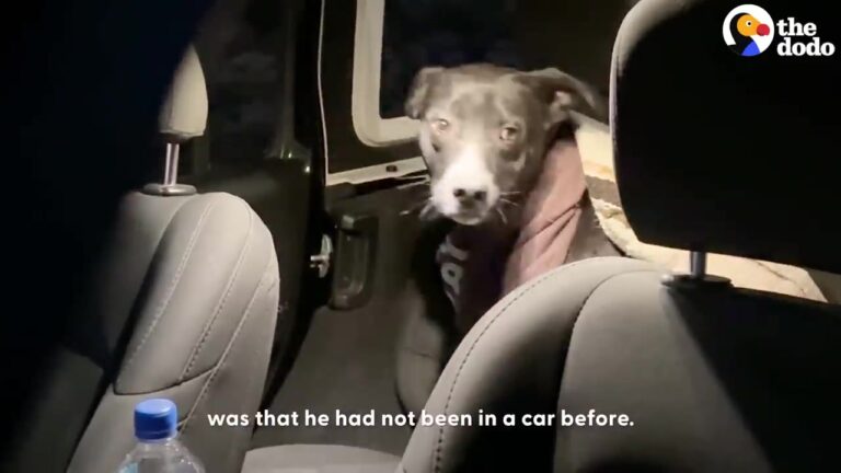 California Dog Is Found Wandering At Sunset With Significant Cuts, But His Rescuers Soon Discover Something Unexpected