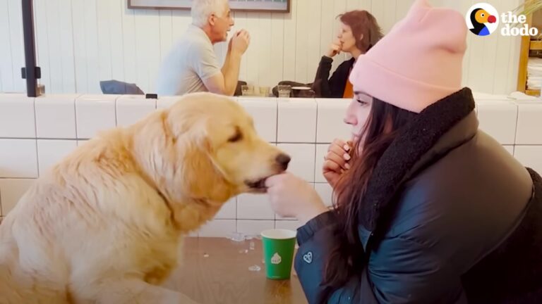 Every Morning At 5:26 A.M., This Florida Dog Demands Something His Owner Didn’t Know She Needed
