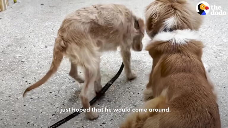Georgia Foster Brings Home A Dog Who Has Never Known Life Outside One Trailer, And His First Weeks Bring Unexpected Challenges