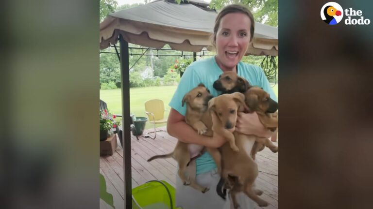 Texas Father Sends Casual Text About Puppies In The Front Yard, And Mom Can Hardly Believe What She Reads