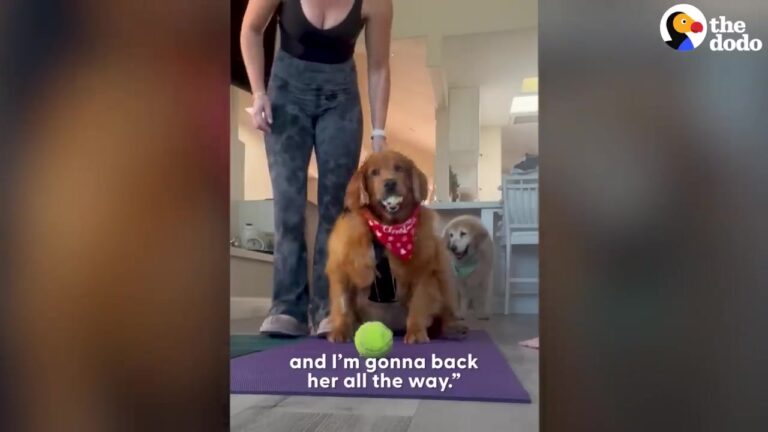 Defeated California Golden Retriever Discovers Tennis Balls And Begins A Remarkable Physical Transformation