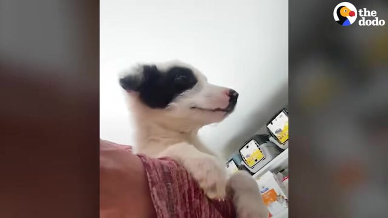 California Puppy Wins Over Her New Family With A Huge Smile, But Her Meeting With The Resident Cat Gets Complicated