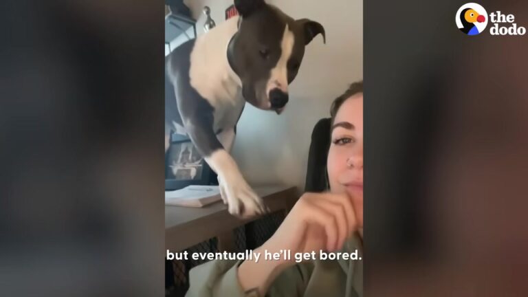 Clingy Texas Pit Bull Joins His Mom’s Workdays And Workouts, Becoming Part Of Nearly Everything She Does