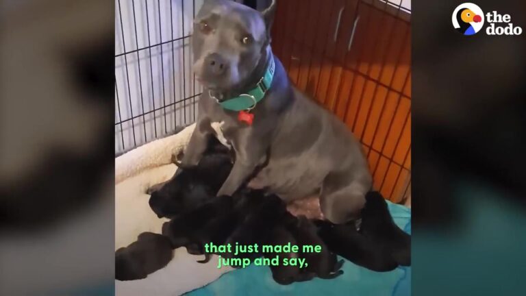 Pregnant Texas Dog Was Surrendered Just Before Giving Birth, But Her Next Move Surprised Everyone