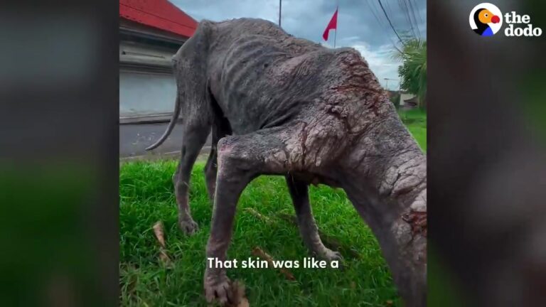 Texas Dog Found With Stone-Like Skin Begins a Long Journey Toward a Healthy Coat
