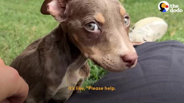 California Puppy Roo Keeps Curling Up Beside One Particular Dog, And Her Bond With Him Grows