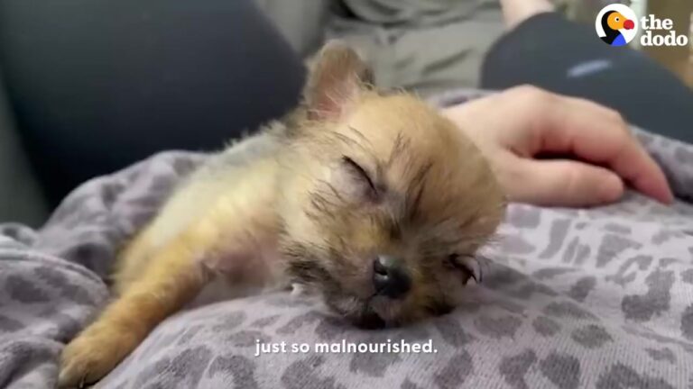 Malnourished Texas Puppy Spent Days Under A Porch, Then Showed Everyone Just How Tough She Was