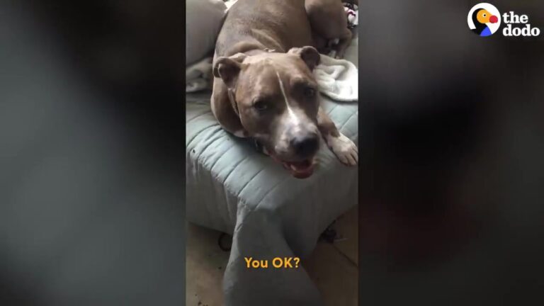 Terrified Texas Dog Kept Shaking In Fear Until Her Owner Tried Something Unexpected