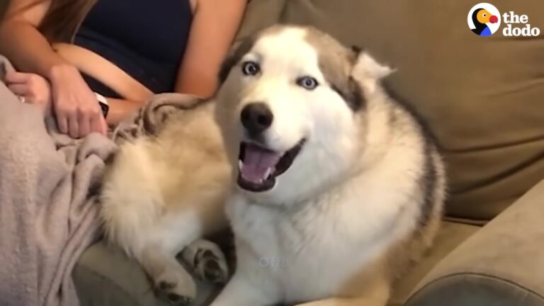 Texas Family Brings Home A Deaf And Partially Blind Dog, And Their Dramatic Resident Pup Becomes His Perfect Guide
