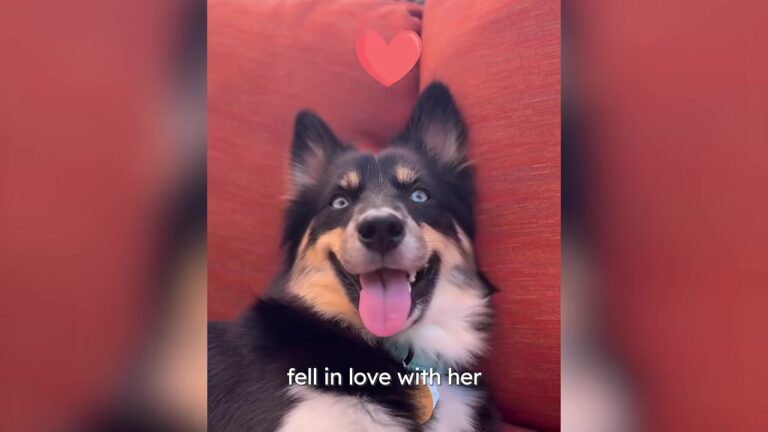 Pennsylvania Dog Spent Her Early Life Trapped Indoors With 49 Others, Then One Detail On Her Feet Revealed Why