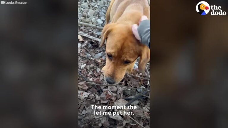 Terrified Pregnant Georgia Dog Kept Hiding In Thick Brush After Being Abandoned