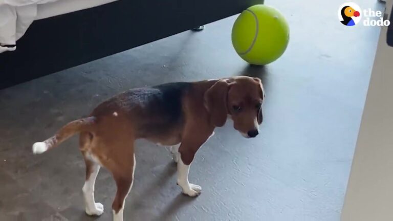 Beagle Who Spent Her Entire Life In A Lab Cage Hid On A Couch For Days, Then Her Illinois Foster Mom Noticed Something Tiny