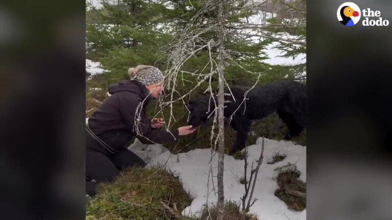 Michigan Dog Fled Into A Freezing Forest, But A Calm Tracker Led The Way To A Miracle