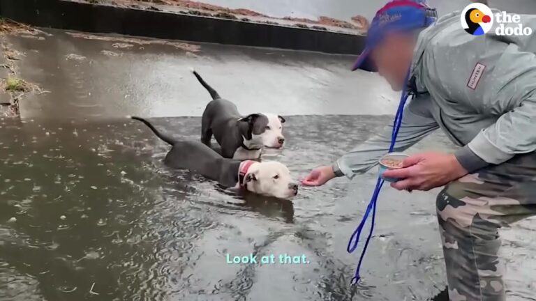 Texas Dogs Trapped In A Canal Face A Storm, But One Brave Jump Changes Their Lives Forever