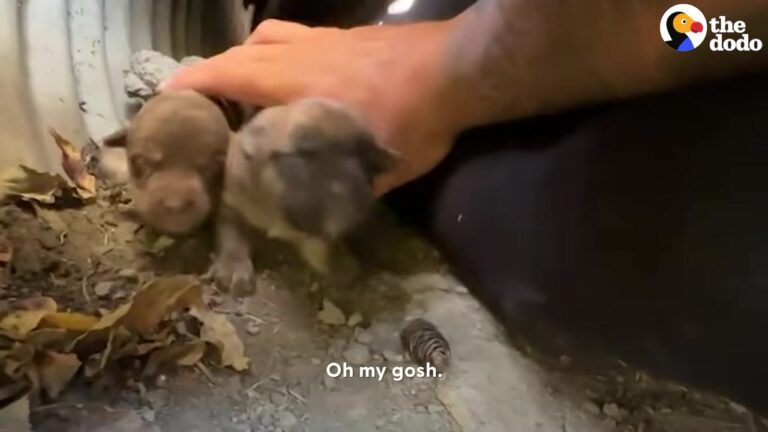 Texas Rescuer Crawls Into A Claustrophobic Hole And Discovers A Never-Ending Surprise