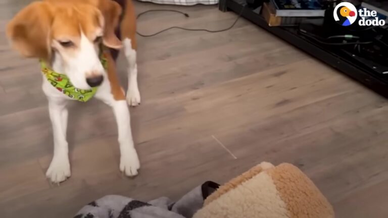 Ohio Beagle Was Terrified Of A Coffee Cup Until One Small Breakthrough Revealed His True Spirit
