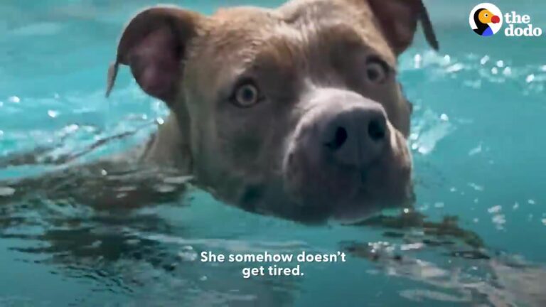 Florida Dog Refuses To Leave Her Family Pool And Her Reaction To Getting Out Is Hilarious