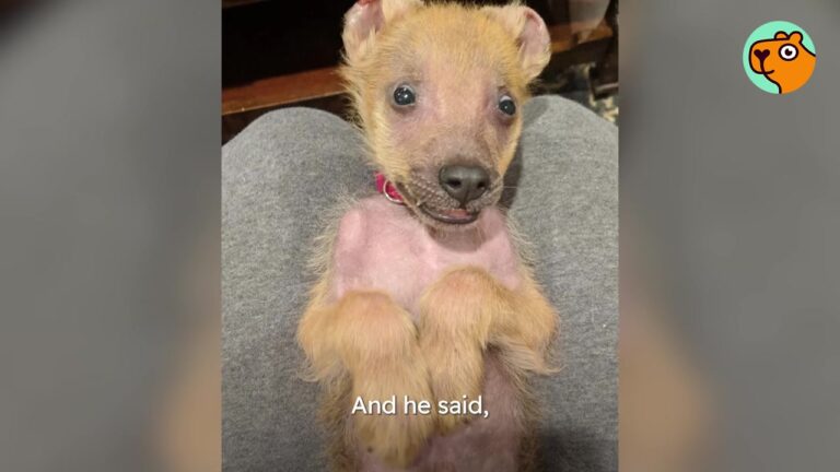 Georgia Rescuer Can’t Tell If Tiny Animal Is A Bear Cub Or Coyote, And Even The Vet Is Baffled