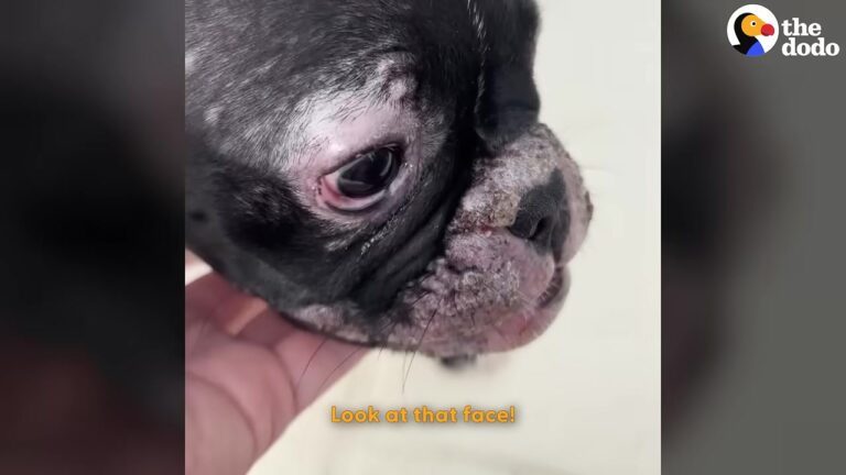 South Carolina Puppy Was Abandoned With Painful Scabs On His Face, But One Discovery Changed What Everyone Thought