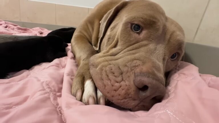 Indiana Dog Was Barely Able To Trust Humans, Then Shelter Staff Introduced Her To Seven Babies Who Needed Help
