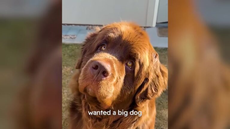 Colorado Woman Sees Her Giant Newfoundland Refuse To Leave A Neighbor’s Porch And Discovers Who He’s Waiting For