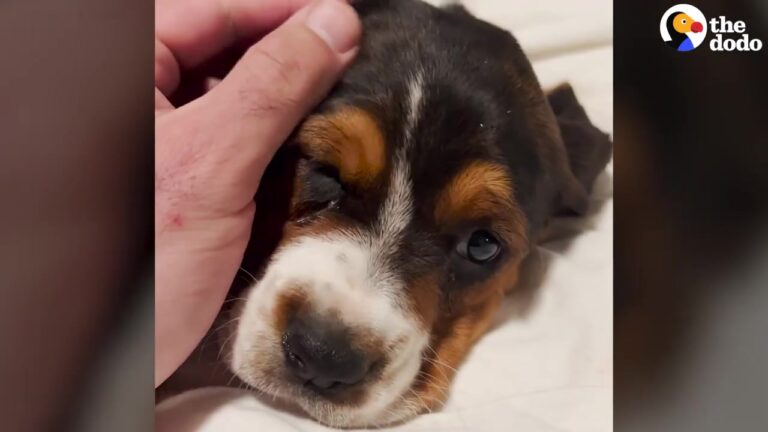 Oregon Puppy Was Covered In Marker By Children Until A Kind Stranger Washes Away Her Sad Past