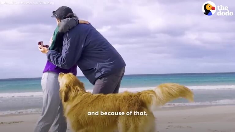 Couple Brings Their Dog To A California Beach Proposal, And His Reaction Becomes The Moment Nobody Expected