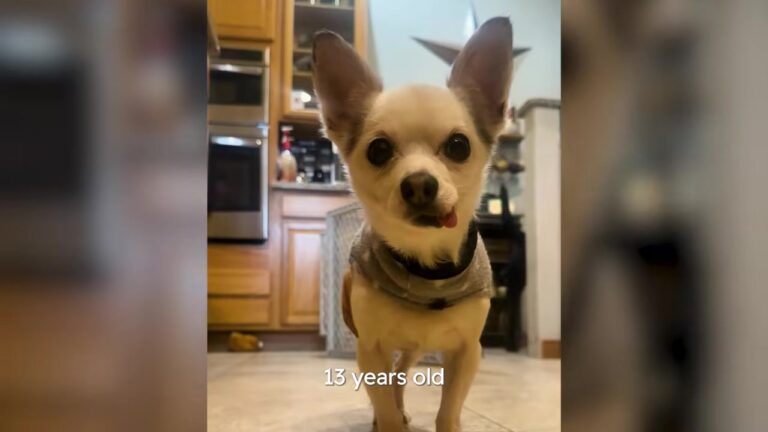 Washington Woman Takes In A 13-Year-Old Hospice Chihuahua, But His Recovery Takes An Unexpected Turn