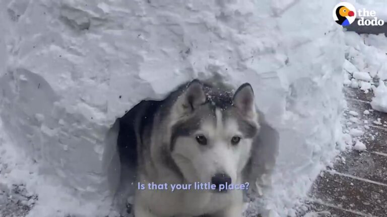 Washington Husky Wiley Must Stay On Strict Rest, So His Family Comes Up With An Unexpected Winter Surprise