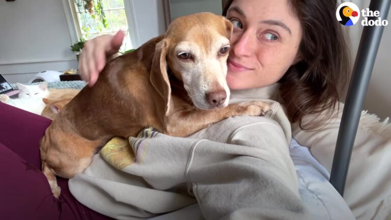 Shy Texas Beagle Who Once Avoided Every Human Begins A Remarkable Transformation Through Patience And Friendship